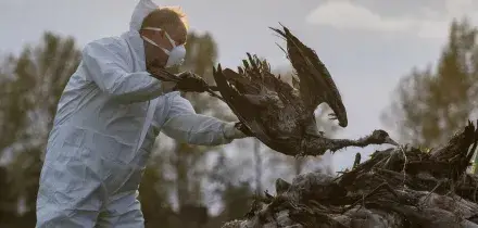 Influenza aviaria, Usa: primo contagio umano negli ultimi 9 mesi. Spagna, divieto di allevamenti all’aperto