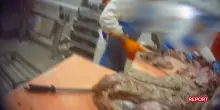Carne scaduta, ricongelata e messa sul mercato. L’inchiesta di Report sul macello leader nell’import | Il video