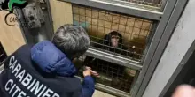 Scimpanzé in catene in una gabbia liberato dai carabinieri a Sicuracusa