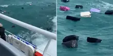 I passeggeri del traghetto vedono all’improvviso i propri bagagli galleggiare in mare e scatta il panico: il video è virale