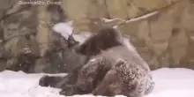 La neve non spaventa l’orso bruno Tim: così l’esemplare si rotola tra i fiocchi allo zoo di Chicago