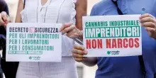 Cannabis light, il decreto Sicurezza arriva alla Consulta: il tribunale di Brindisi solleva dubbi sul bando alle infiorescenze