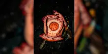 “Un incontro che cambia la vita”: biologi trovano il fiore più grande (e puzzolente) al mondo. L’emozione della scoperta in un video