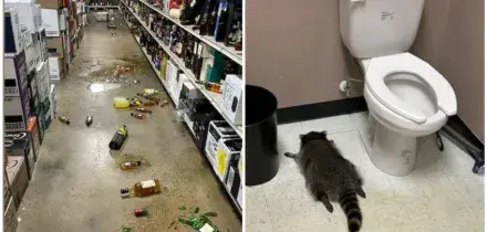 “Ha esagerato con gli shottini”: procione precipita dal soffitto di un negozio di liquori e si ubriaca, trovato svenuto nel bagno del locale accanto al wc