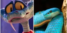&ldquo;Nel film &egrave; affettuoso e coraggioso, ma nella realt&agrave; &egrave; tutto tranne che un innocuo giocattolo&rdquo;: scatta l&rsquo;allarme per il boom di acquisti di serpenti velenosi dopo Zootropolis 2
