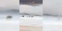Lo spettacolo della neve nel deserto, il video del nord dell&rsquo;Arabia Saudita che si tinge di bianco: &ldquo;Non accadeva da 30 anni&rdquo;