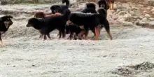 L&rsquo;Himalaya invaso da cani randagi. Il governo indiano lancia l&rsquo;allarme: &ldquo;Sono diventati una minaccia per gli ecosistemi dello Stato&rdquo;