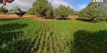 Trovata una delle pi&ugrave; grandi piantagioni di marijuana in Italia con 35mila arbusti: sequestro record nel Nuorese. Il video