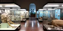 Genova, Museo di Storia Naturale chiuso per lavori: riaprir&agrave; (forse) nel 2030