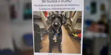 Ritrovato vivo Boro, il cane smarrito dopo l&rsquo;incidente ferroviario in Spagna: questa storia apre uno spazio di senso