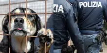 Chiude gli animali domestici nel bagno di casa sua: la polizia denuncia l&rsquo;uomo e salva i cuccioli dal degrado