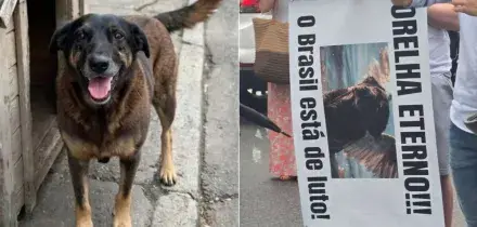 &ldquo;Crudelt&agrave; senza fine&rdquo;: torturano e uccidono l&rsquo;anziano cane randagio Orelha, quattro adolescenti accusati di maltrattamenti. Il caso diventa virale sui social