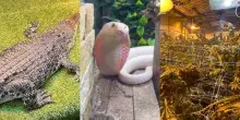 Fanno irruzione per cercare una coltivazione di cannabis, trovano un coccodrillo, 38 serpenti, 19 lucertole, 3 ricci e altri animali