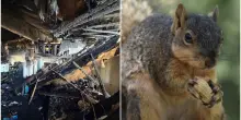 &ldquo;Dobbiamo ricominciare da zero per colpa di uno scoiattolo&rdquo;: l&rsquo;incredibile storia del roditore che ha sconvolto la vita di una famiglia