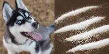 &ldquo;Il mio Nilak era in overdose di cocaina, ero terrorizzata e sotto shock. Pensavo di doverlo sopprimere&rdquo;: un husky ha rischiato la morte dopo aver ingerito droga
