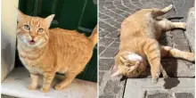 &Egrave; morto Rossini, il gatto star dei social: investito e ucciso in pieno centro a Rovigo nel giorno di San Valentino