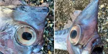 &ldquo;Un unicorno dagli occhi giganti&rdquo;: spunta dal mare il rarissimo &ldquo;Pesce Liocorno&rdquo;, la misteriosa creatura degli abissi spiaggiata in Sicilia