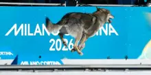 Un cane in pista alle Olimpiadi: il lupo cecoslovacco irrompe nello sci di fondo e viene immortalato dal fotofinish