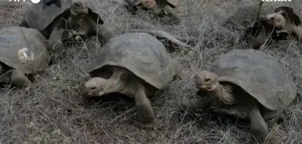 Oltre 150 tartarughe giganti liberate sull&rsquo;isola di Floreana: erano scomparse pi&ugrave; di un secolo fa