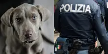 &ldquo;Ho mobilitato la polizia per ritrovare il mio cane e ho ricevuto una multa di 200 euro. Pensavo fosse uno scherzo, per me &egrave; come un figlio&rdquo;: la storia di Giuseppe Eliseo e di Iron