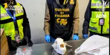 Malpensa, dentro al pacco c&rsquo;era il teschio di un orso bruno: sequestrato dalla Guardia di Finanza