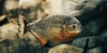 Piranha attirati con la carne: la spettacolare (e pericolosa) pesca sul R&iacute;o Apure diventa virale