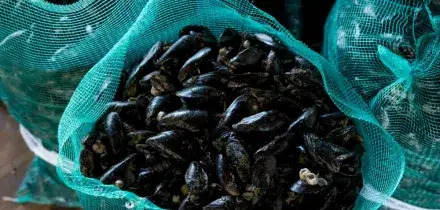 Caldo estremo, moria di cozze e vongole nell&rsquo;Alto Adriatico: &ldquo;I cambiamenti climatici provocano alla pesca danni per 200 milioni di euro all&rsquo;anno&rdquo;