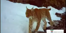 La lince torna a mostrarsi in Ossola, il &ldquo;fantasma delle foreste&rdquo; si muove tra i boschi innevati: il video