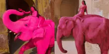 L&rsquo;elefantessa rosa di Jaipur muore cinque mesi dopo lo shooting virale: polemiche e critiche contro la fotografa