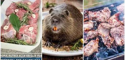 &ldquo;Grigliata di nutrie per Pasquetta? Non si fanno i vaccini ma mangiano i topi&rdquo;: l&rsquo;ira di Matteo Bassetti dopo quanto successo a Gerre de&rsquo; Caprioli