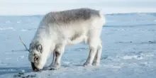 Artico imbuto dell&rsquo;inquinamento: alle Svalbard PFAS in aumento del 900% nelle renne