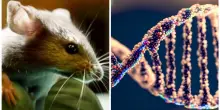&ldquo;Corretta la trisomia 21 nei topi&rdquo;, potenziale nuova frontiera della terapia genica per la Sindrome di Down