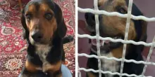 Il suo cane &egrave; scomparso da sette anni, lei ha perso le speranze. Poi accade qualcosa, e la polizia trova Cartier: &ldquo;Quando mi ha vista, &egrave; venuto subito verso di me. Non ha avuto dubbi&rdquo;