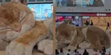 Sembra vivo, ma non lo &egrave;: la storia del misterioso gatto gigante che tutti stanno filmando a Hong Kong