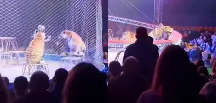 Si rompe la rete di protezione del circo, la tigre ne approfitta e fa un balzo verso il pubblico: scoppia il panico, spettatori in fuga &ndash; VIDEO