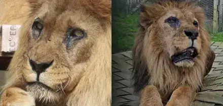 &Egrave; morto Djibo, era il leone pi&ugrave; anziano d&rsquo;Europa: &ldquo;la fine di un regno&rdquo; dopo 27 anni tra circo e rifugio