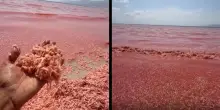 Il mare e la spiaggia diventano tutti rossi, le impressionanti immagini dei miliardi di gamberetti morti in modo inspiegabile. L&rsquo;appello delle autorit&agrave;: &ldquo;Non mangiateli&rdquo;