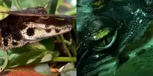 Prima il depistaggio, poi l&rsquo;incredibile scoperta: cos&igrave; &egrave; nato a Verona il primo coccodrillo nano africano nella storia del Parco Natura Viva