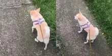 &ldquo;Ho un cane che cammina solo di lato e l&rsquo;ho pure pagato 720 euro&rdquo;: la storia di Charles diventa virale