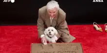 Glenn Close lascia le impronte al Chinese Theatre di Hollywood, ma il piccolo Pip le ruba la scena &ndash; Video