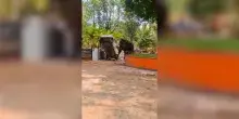Elefante ribalta auto, sradica alberi e semina il panico in un tempio: era stato portato l&igrave; per una cerimonia religiosa &ndash; Video