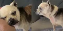 Chiuso in un sacchetto e lasciato a morire: chihuahua di 15 anni recuperato in condizioni disperate