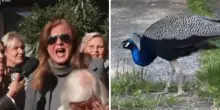 &ldquo;Bastaaaa&rdquo;: il servizio de La Vita in Diretta sui pavoni che hanno &lsquo;invaso&rsquo; Punta Marina &egrave; virale. C&rsquo;&egrave; chi sorride e chi grida al &lsquo;degrado&rsquo; della tv: ma sar&agrave; questo il vero degrado?