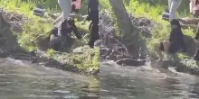 &ldquo;&Egrave; uscito dal lago all&rsquo;improvviso e lo ha attaccato&rdquo;: castoro rabbioso morde un bimbo di 8 anni, le raccomandazioni degli esperti
