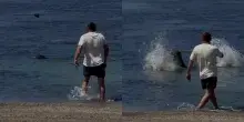 Turista prende una pietra e la lancia contro la foca Lani: un passante assiste alla scena, si infuria, lo insegue e lo prende a pugni