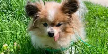 Si chiama Lazare, ha 30 anni e (forse) &egrave; il cane pi&ugrave; anziano del mondo: la sua storia e chi ha deciso di adottarlo (una ragazza pi&ugrave; giovane di lui)
