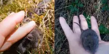 &ldquo;Sembrava solo un animaletto carino&rdquo;: turista prende in mano il topo portatore dell&rsquo;Hantavirus e scatena la polemica social &ndash; IL VIDEO