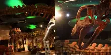 Il ritrovamento che riscrive la preistoria: scoperto un nuovo dinosauro da 27 metri, le immagini impressionanti