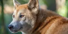 Un dingo sepolto mille anni fa in un rito ancestrale: l&rsquo;incredibile scoperta che cambia le convinzioni degli archeologi