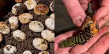20 uova sconosciute trovate in un giardino: il biologo non riesce a identificarle, poi la schiusa rivela una sorpresa rara e spettacolare